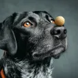 Ласощі для собак WAUDOG Treats Cheese Balls Хрусткі сирні кульки 30 г