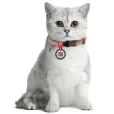 Ошейник для котов WAUDOG Re-cotton из переработанного хлопка XS с QR-паспортом 20-30 см / 10 мм оранжевый