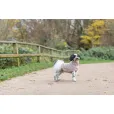 Светр в'язаний для собак Trixie "Norwood" XXS 18см бежевий