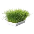 Трава для кошенят Trixie Soft Grass Набір для самостійного вирощування 100 г