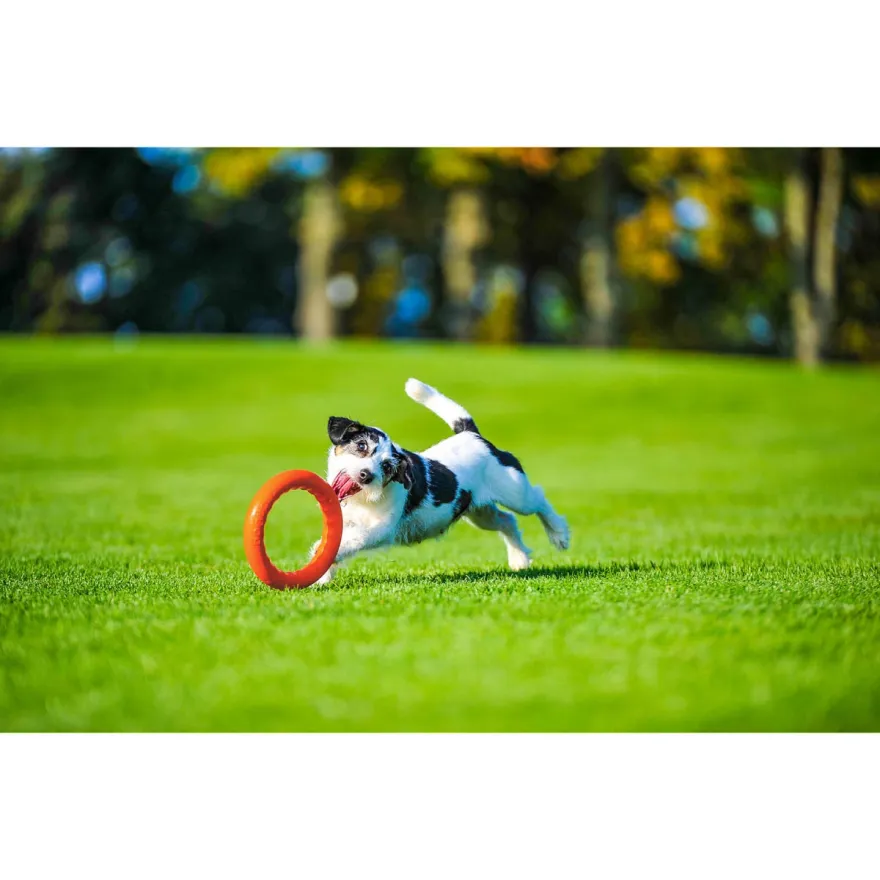 Іграшка для собак PitchDog Кільце для апортировки помаранчеве діаметр 17 см