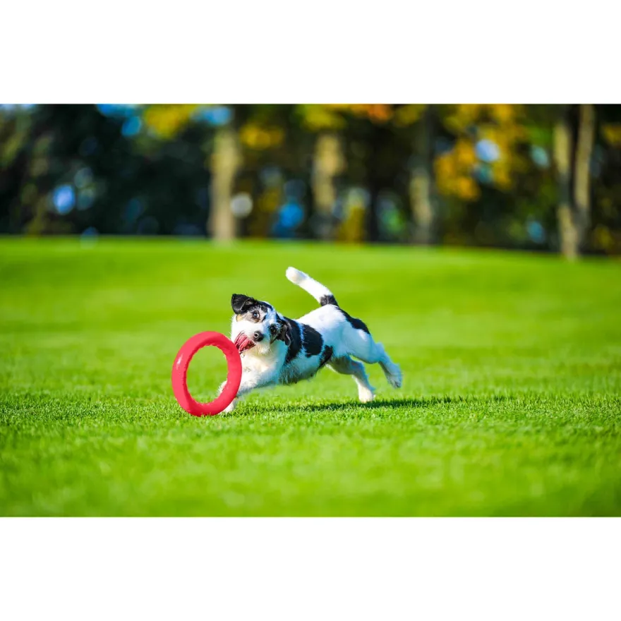 Іграшка для собак PitchDog Кільце для апортировки рожеве діаметр 17 см