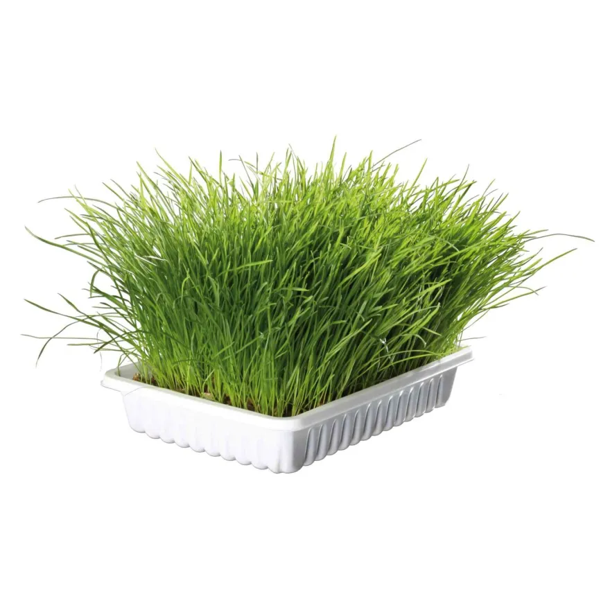 Трава для кошенят Trixie Soft Grass Набір для самостійного вирощування 100 г