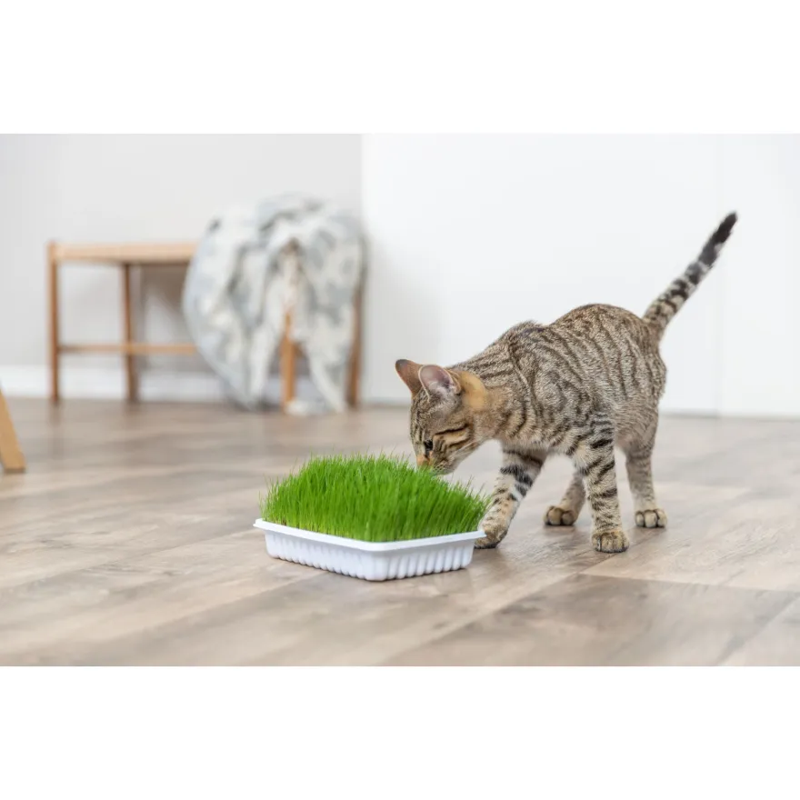 Трава для кошенят Trixie Soft Grass Набір для самостійного вирощування 100 г