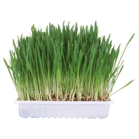Ласощі для гризунів Trixie Small Animal Grass Набір для самостійного вирощування трави 100 г